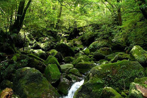屋久島国立公園